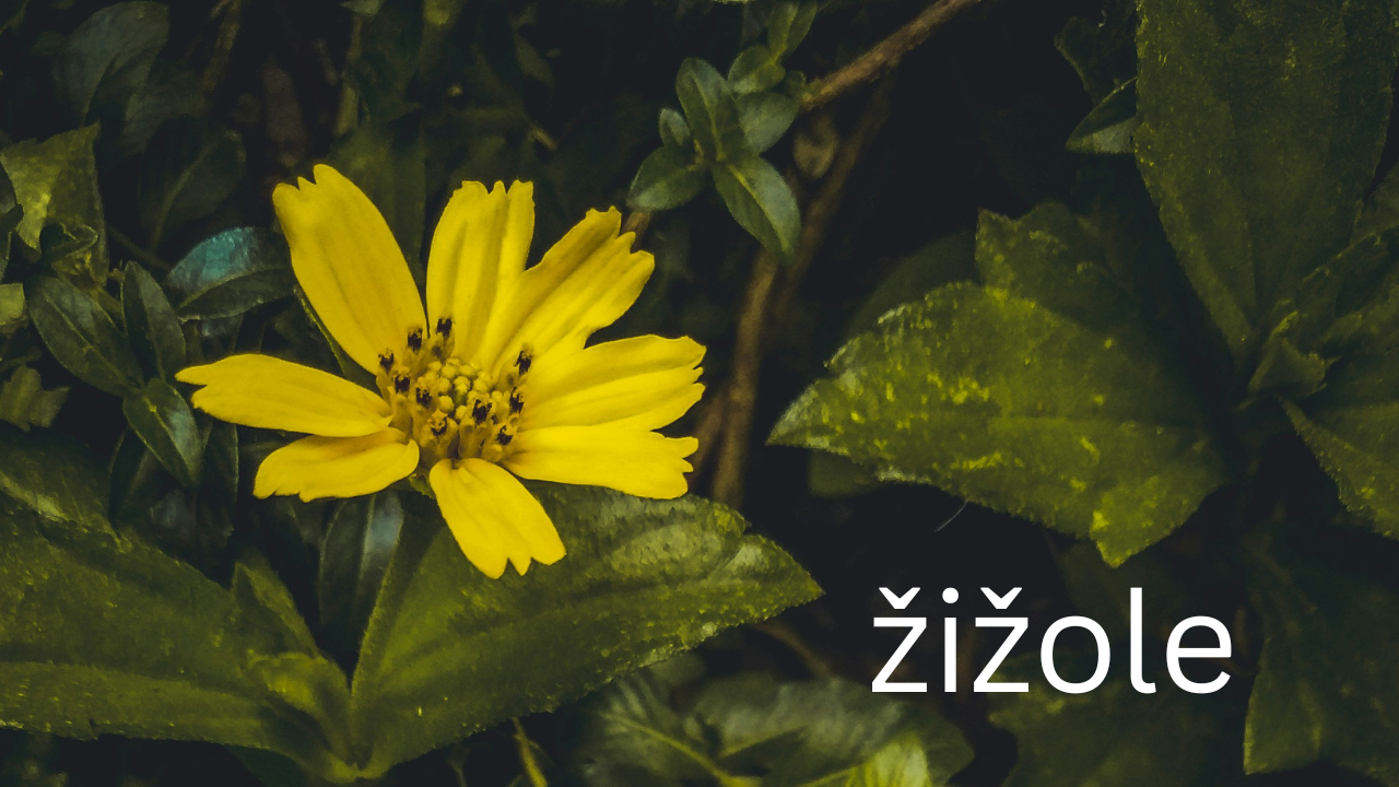 žižole